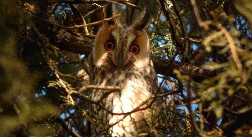 Idén is csatlakozhatunk az erdei fülesbaglyok téli felméréséhez