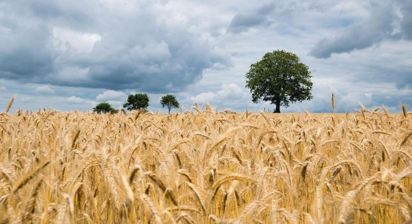 Fellélegezhetnek a gazdák: azonnali kártalanítást kapnak