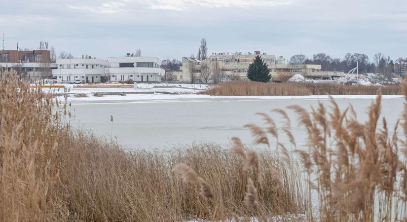 Dermesztő helyzet a Velencei-tónál