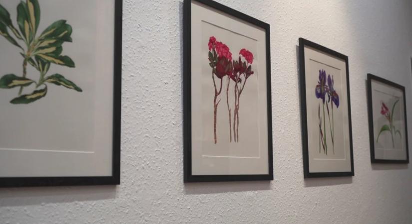 Botanikus kertem – Kertész Veronika illusztrációi