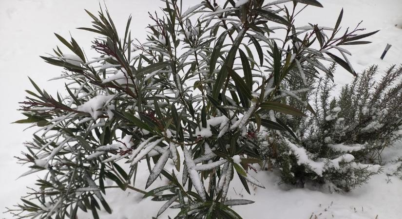 Túléli a telet a leander? Itt a kiültetés vizsgája