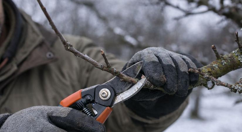 Pár nap és aktuális lehet a gyümölcsfák téli metszése