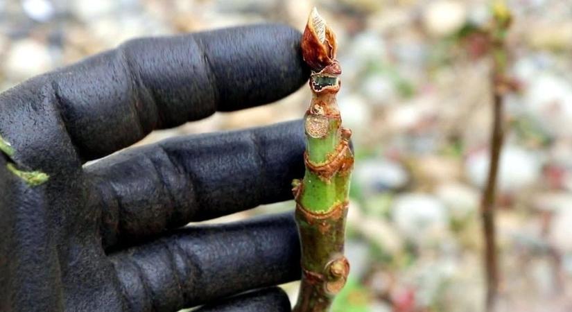 A füge elfagyott, a kártevők viszont nem