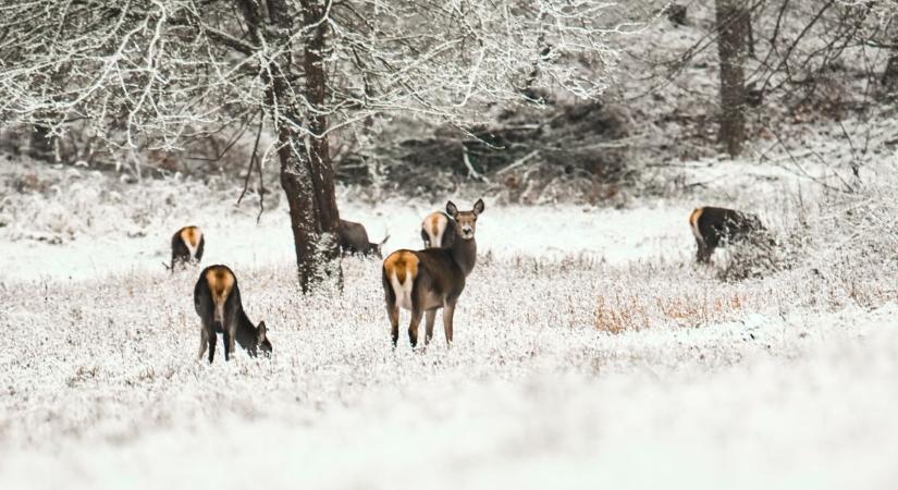 Ismét lövések dördülhetnek - itt semmiképp ne túrázz a hétvégén!