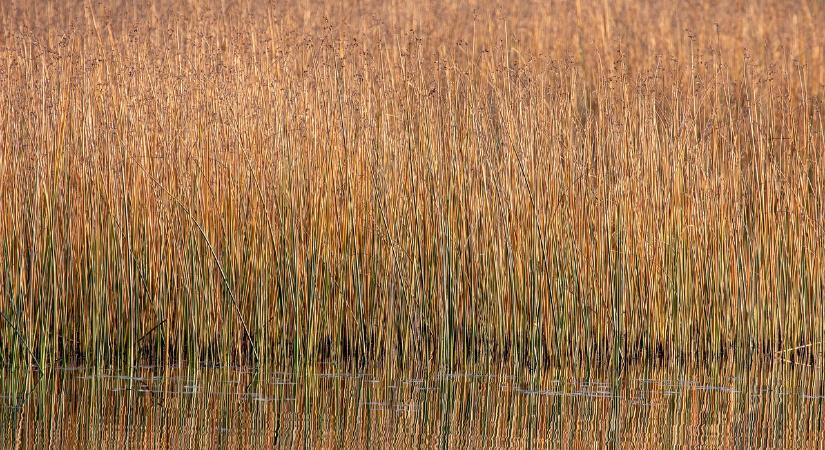 Újra aratják a nádat a Balatonon