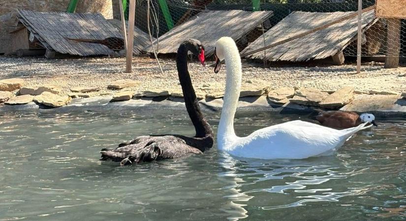 Fény derül a titokra: hova költözik a Balatoni Madárpark?
