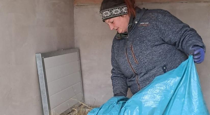 Extrém hidegben is biztonságban: ilyen a téli élet a Bogáncs menhelyen