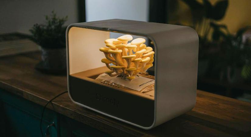 Sikersztoriként indult, rémálommá változott az otthoni gombatermesztést ígérő magyar startup