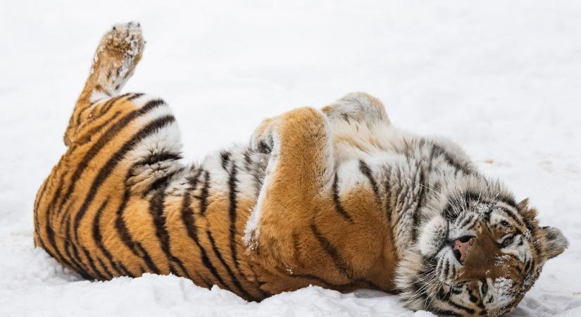 BREAKING: Randizni kezdtek a Nyíregyházi Állatpark tigrisei