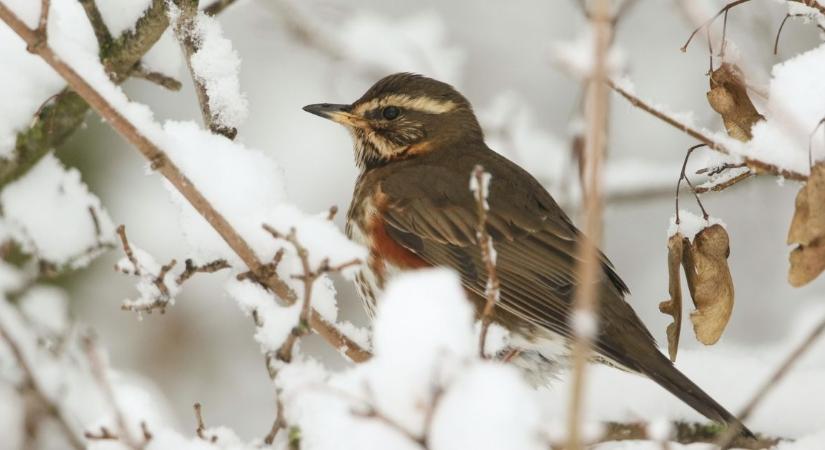 Hiba napraforgót szórni a kertbe a madaraknak