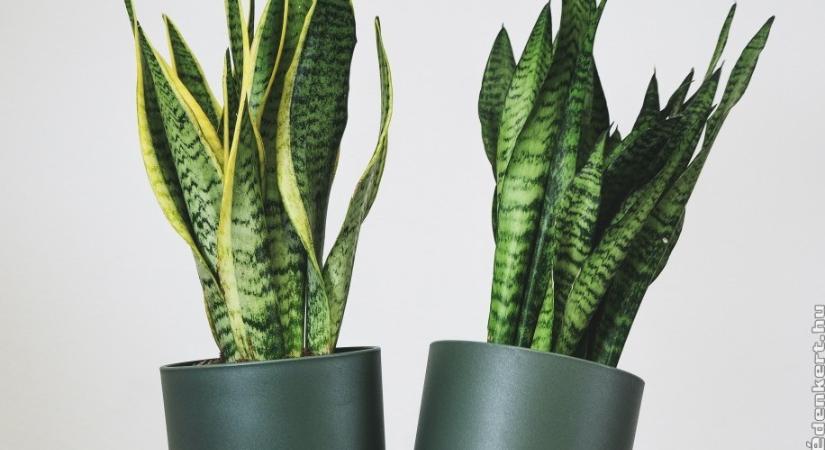 Anyósnyelv: egy igazán strapabíró szobanövény gondozása kezdőknek