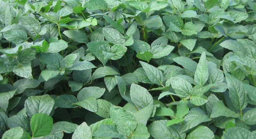 Amikor már nem az a kérdés, lesz-e gyom, hanem az, milyen rezisztens