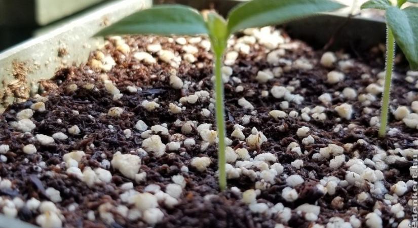 Paprikamag vetés és palántanevelés: időzítés, trükkök, videóval!