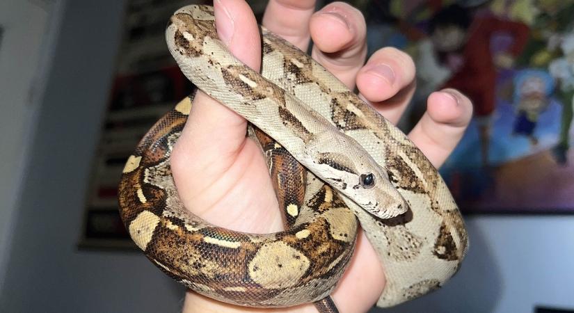 Illegális kígyó- és pókneveldét találtak egy bihari tömbházalkásban