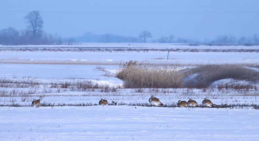 Jelentős növekedést mutat a túzokok száma Dévaványa körül