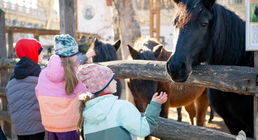 Állatkert vs. Nagycirkusz front nyílhat Budapesten
