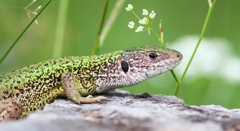 Fürge gyík: ezért lett 2026-ban az év hüllője