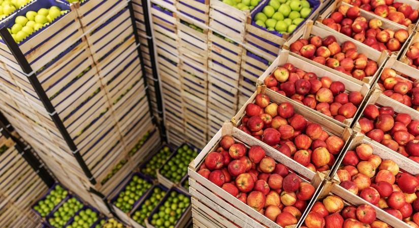 Ennyivel emelkedhet az alma ára