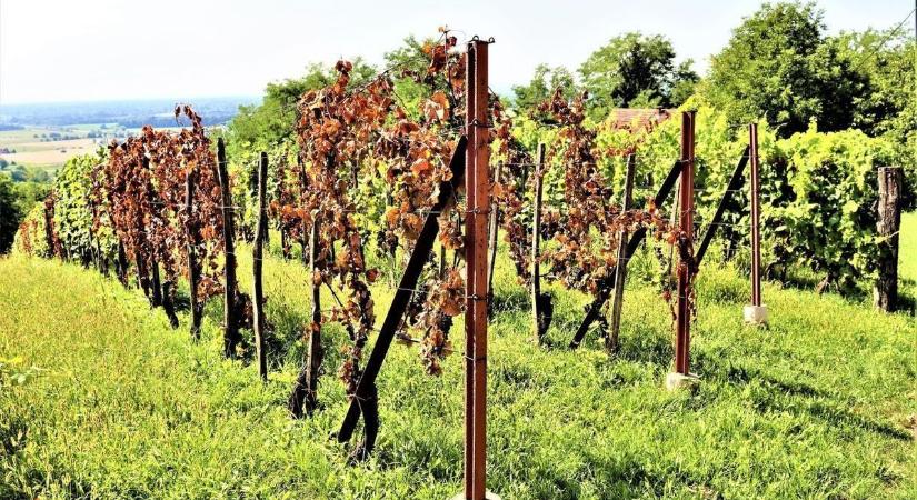 Elfagytak már a poloskák, kabócák? Utánajártunk!