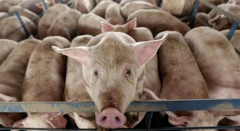 Egyre nagyobbak a gondok a sertéspiacon