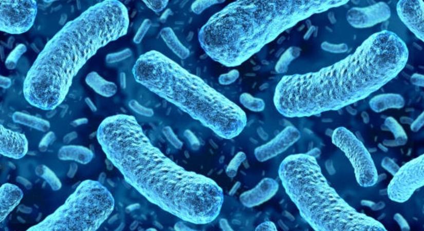Listeria Európában: miért nő a súlyos fertőzések és halálesetek száma?
