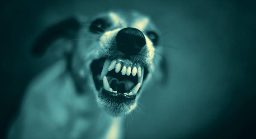 Az esti sétából rémálom lett: két megvadult kutya támadt egy nőre