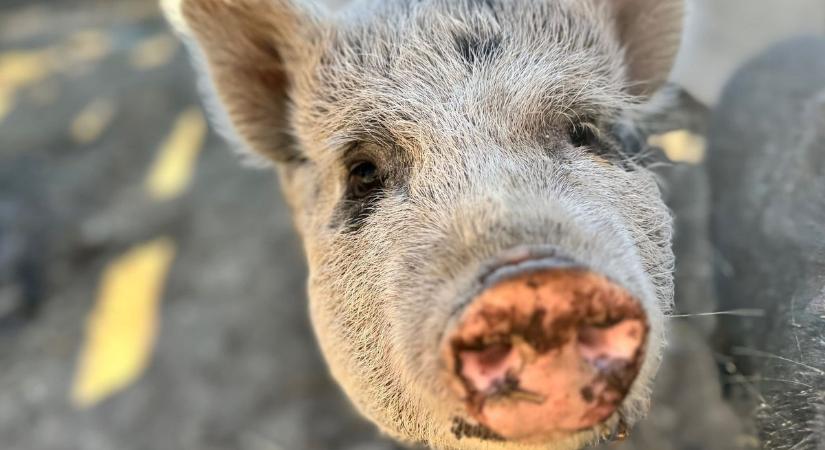 "Majdnem megette a hajléktalan" - Chili, a kalandos életű törpemalac újra az utcára kerülhet