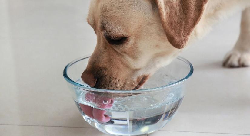 Fagyos téli tippek: így biztosítsd, hogy a kutyád sose maradjon víz nélkül