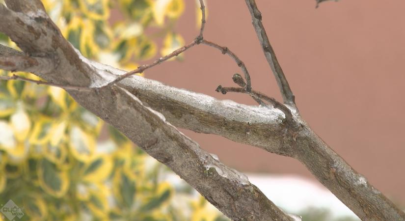 A kertben most csak hógolyózni lehet