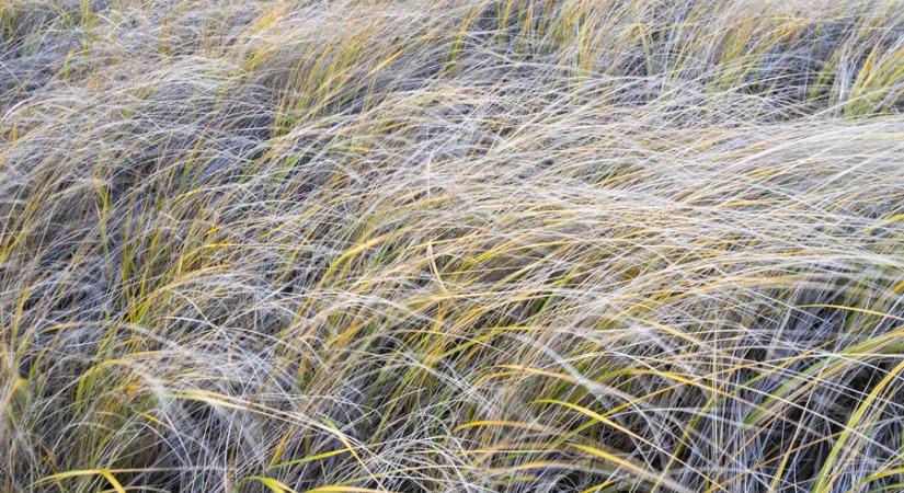 A homoki árvalányhaj lett az év vadvirága