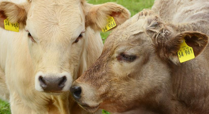 Kéknyelv-betegség a német-holland határnál – önkéntes oltás Hollandiában