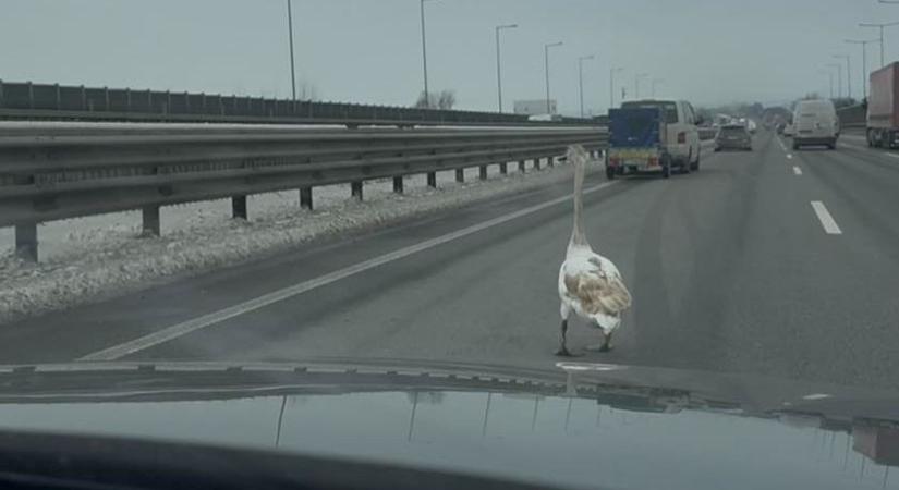 Egy hajszálon múlt az élete: Autópályán landolt a hattyú - ez lett a sorsa