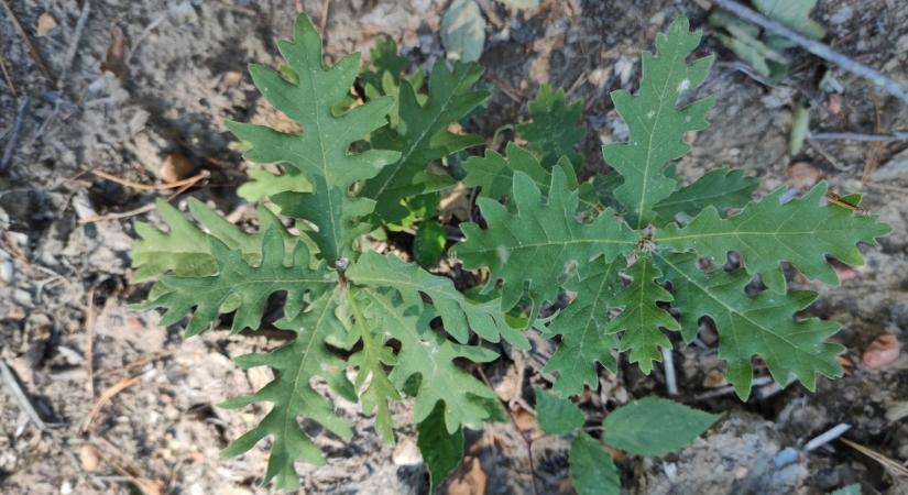 Mit keresnek török tölgyek Vas vármegyében?