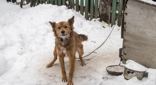 Ukrajnában ezentúl törvény tiltja az állatok pórázon tartását, kivéve a sétáltatásukat