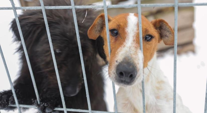 Emberfeletti küzdelem az állatvédelemben: a tél nem kíméli a menhelyeket sem (galéria, videó)