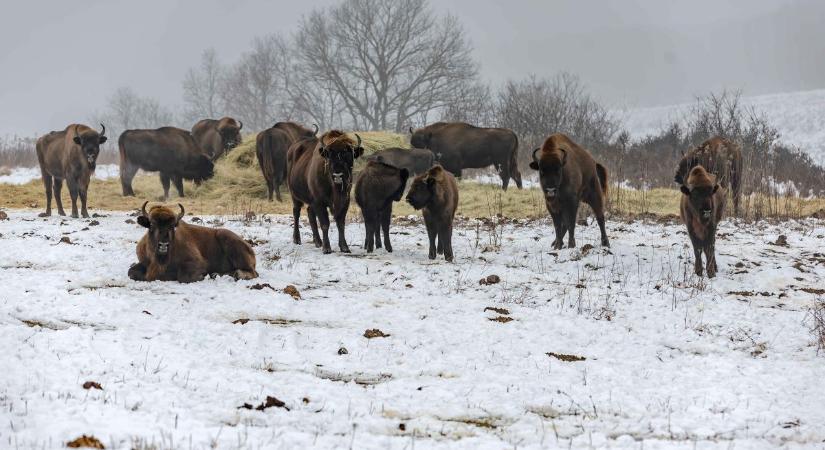 Újabb fejlesztések erősítik az Őrségi Nemzeti Park természetvédelmi őrszolgálatát