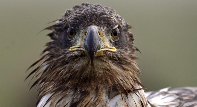 Rengeteg szem szegeződik az égre hétvégén