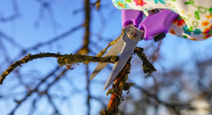 5 növény a kertben, ami meghálálja a januári metszést