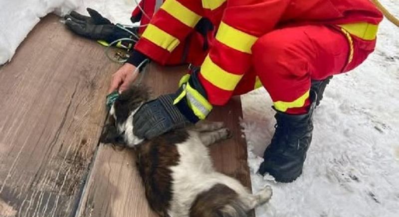 Utolsó pillanatban mentettek ki egy kutyát a lángoló házból