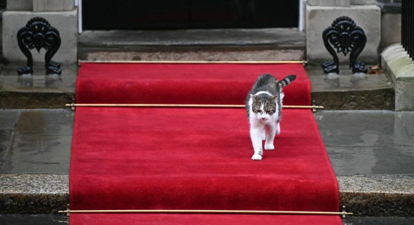 Kis híján átesett a lengyel elnök fotósa a Downing Street macskáján