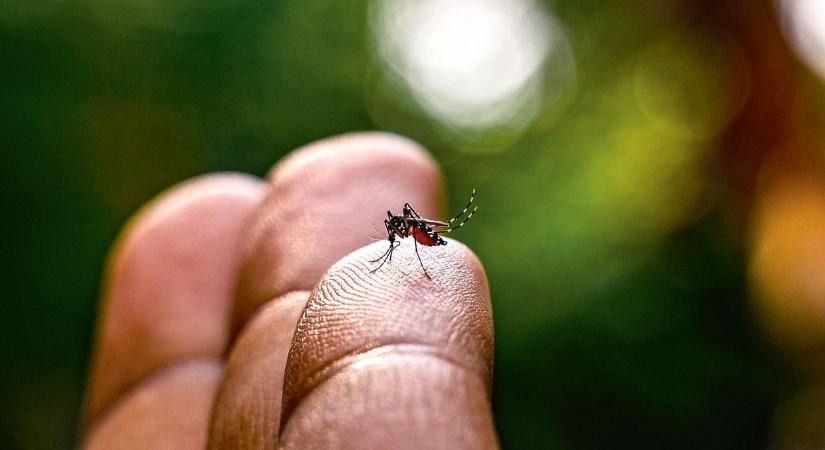 Begyűjtöttek 1700 szúnyogot, amit találtak, arra mindenkinek fel kell készülnie