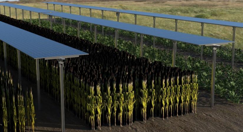 Növénytermesztés és energiatermelés egyben: innovatív projekt a Széchenyi István Egyetem közreműködésével