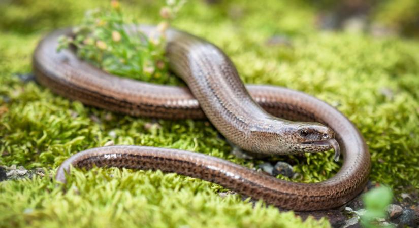 Lassan eltűnik ez az állat Magyarországról: egyre ritkábban bukkan fel