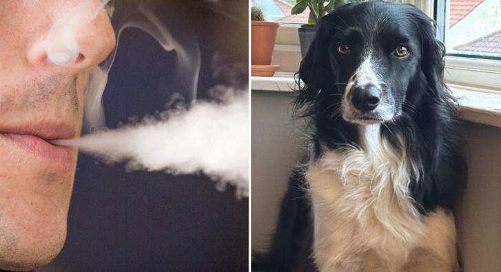 Kiderült, hogy az e-cigaretta veszélyes lehet háziállatainkra