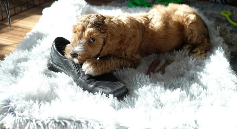 A kutyád nem ok nélkül rosszalkodik – ezt próbálja elmondani a viselkedésével