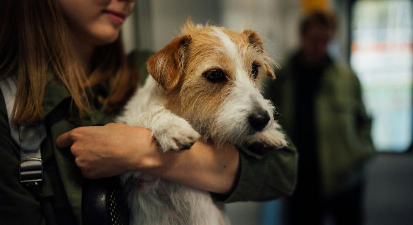 Ha egy kutyán az alábbi 9 dologból akár csak 2-t is észreveszel, segítségre van szükség