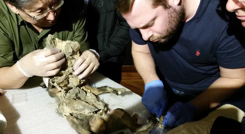 Újabb állatot éleszthetnek fel: különös helyen bukkantak egy kihalt állat DNS-ére