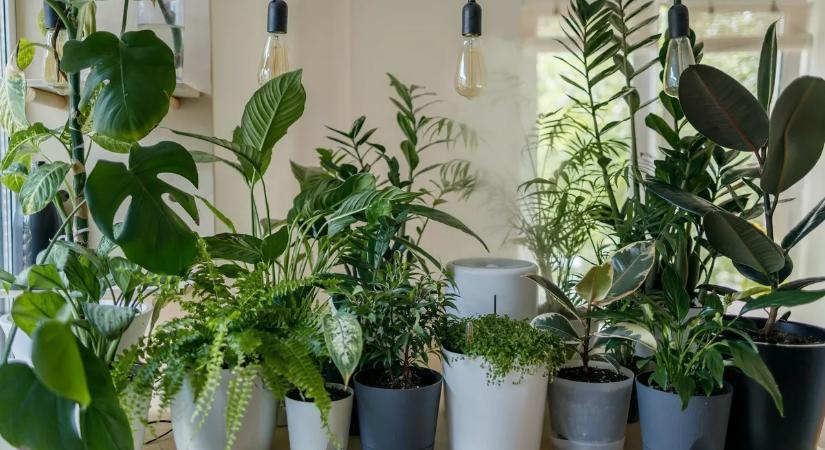 Sorra pusztulnak el a szobanövények? Valószínű, hogy ezt rontja el ön is