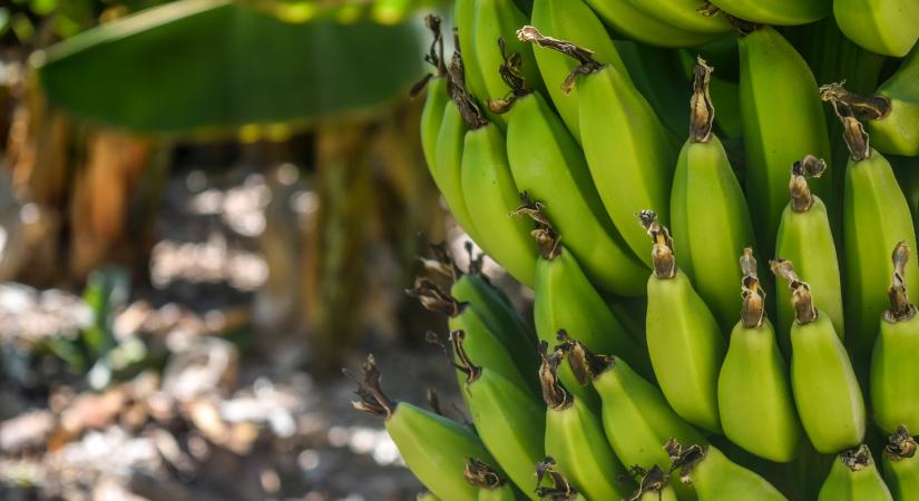 Mire jó a főzőbanán?