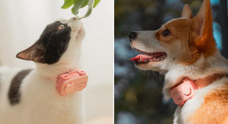 Ez az új kütyü garantáltan minden háziállat-gazdi érdeklődését felkelti majd